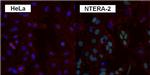 SOX2 Antibody