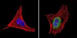 LIN28A Antibody in Immunocytochemistry (ICC/IF)