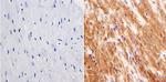 LIN28A Antibody in Immunohistochemistry (IHC)