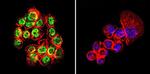 GATA1 Antibody in Immunocytochemistry (ICC/IF)