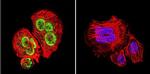 GATA1 Antibody in Immunocytochemistry (ICC/IF)