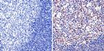 GATA1 Antibody in Immunohistochemistry (Paraffin) (IHC (P))