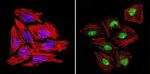 GATA2 Antibody in Immunocytochemistry (ICC/IF)