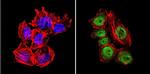 GATA2 Antibody in Immunocytochemistry (ICC/IF)