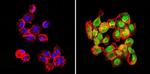 GATA2 Antibody in Immunocytochemistry (ICC/IF)