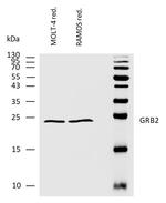 GRB2 Antibody in Western Blot (WB)