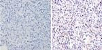 GATA4 Antibody in Immunohistochemistry (Paraffin) (IHC (P))