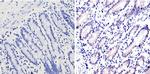 GATA4 Antibody in Immunohistochemistry (Paraffin) (IHC (P))