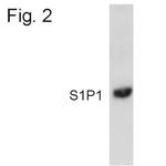 S1P1 Antibody in Western Blot (WB)