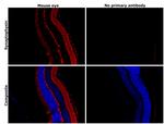 Synaptophysin Antibody in Immunohistochemistry (Paraffin) (IHC (P))