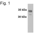 Synaptophysin Antibody in Western Blot (WB)