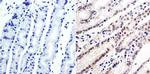 GATA6 Antibody in Immunohistochemistry (Paraffin) (IHC (P))