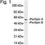 Perilipin A/B Antibody in Western Blot (WB)