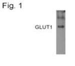 GLUT1 Antibody in Western Blot (WB)