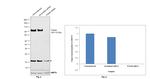 TGN46 Antibody in Western Blot (WB)