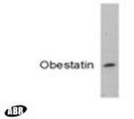 Ghrelin Antibody in Western Blot (WB)