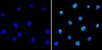 PAX5 Antibody in Immunocytochemistry (ICC/IF)