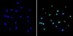 PAX5 Antibody in Immunocytochemistry (ICC/IF)