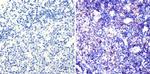 PAX5 Antibody in Immunohistochemistry (Paraffin) (IHC (P))