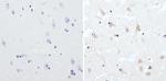 CPEB1 Antibody in Immunohistochemistry (Paraffin) (IHC (P))