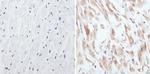 CPEB1 Antibody in Immunohistochemistry (Paraffin) (IHC (P))