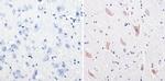 CPEB1 Antibody in Immunohistochemistry (Paraffin) (IHC (P))