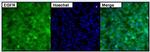 EGFR Antibody in Immunocytochemistry (ICC/IF)