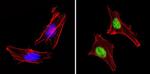 PAX7 Antibody in Immunocytochemistry (ICC/IF)