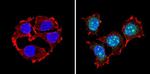 PAX7 Antibody in Immunocytochemistry (ICC/IF)