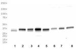 APE1 Antibody in Western Blot (WB)