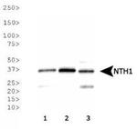 NTHL1 Antibody in Western Blot (WB)