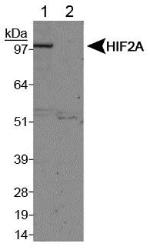 HIF-2 alpha Antibody in Western Blot (WB)