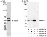 BHLHE40 Antibody in Immunoprecipitation (IP)