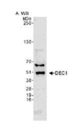 BHLHE40 Antibody in Western Blot (WB)