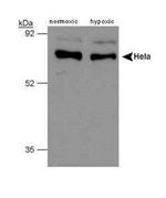 P4HTM Antibody in Western Blot (WB)