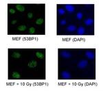 53BP1 Antibody in Immunocytochemistry (ICC/IF)