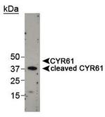 CYR61 Antibody in Western Blot (WB)