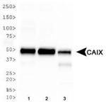 Carbonic Anhydrase IX Antibody in Western Blot (WB)