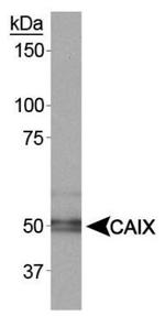 Carbonic Anhydrase IX Antibody in Western Blot (WB)