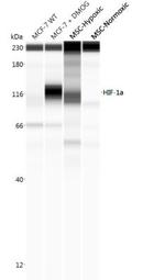 HIF1A Antibody in Western Blot (WB)