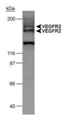 VEGF Receptor 2 Antibody in Western Blot (WB)