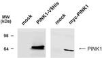 PINK1 Antibody in Western Blot (WB)