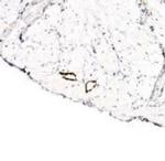 LYVE1 Antibody in Immunohistochemistry (Paraffin) (IHC (P))