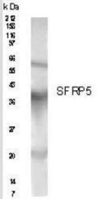 SFRP5 Antibody in Western Blot (WB)