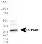 15-PGDH Antibody in Western Blot (WB)