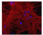 GAP43 Antibody in Immunocytochemistry (ICC/IF)