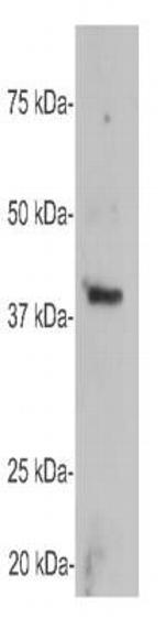 GAP43 Antibody in Western Blot (WB)