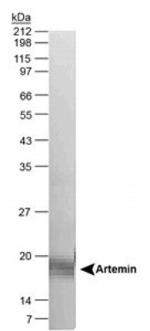 Artemin Antibody in Western Blot (WB)