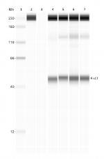 SLC7A11 Antibody in Western Blot (WB)