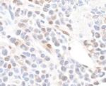 GAPDH Antibody in Immunohistochemistry (Paraffin) (IHC (P))